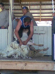 The ringer shearing a sheep