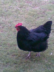 Nursery rhyme Chook Chook